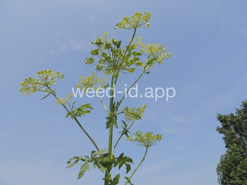 parsnip, wild